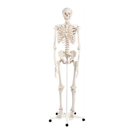 Fabrication Enterprises 3B Anatomical Model - Stan The Classic Skeleton on Roller Stand 949967